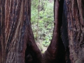 Muir Woods